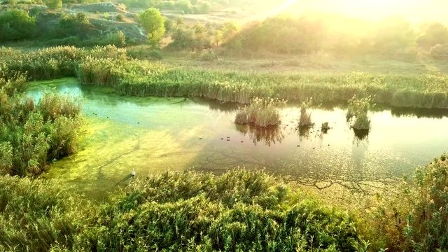 Beautiful light over green marsh with birds, aerial