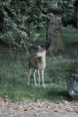 mama dear eating leaves in the forest