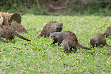 Banded Mongoose (Mungos mungo)