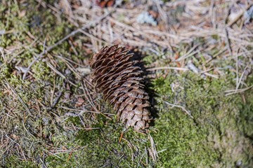 Gorgeous close up view of brown pine cone isolated on blue moss. Beautiful nature backgrounds.	