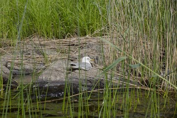 Beautiful view on a gull on big rock sorrounded with green lake grass. Beautiful nature backgrounds.