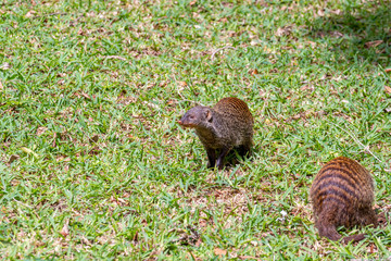 Banded Mongoose (Mungos mungo)