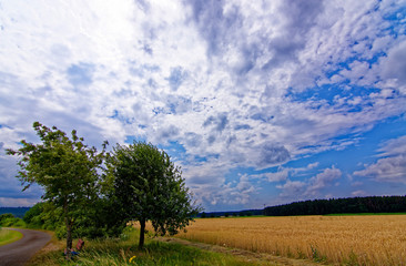 Fototapeta na wymiar beautiful sky with clouds over the field near the forest