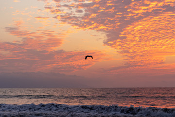 Brown Pelican (Pelecanus occidentalis)