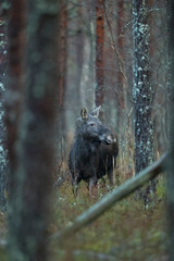 Moose cow in a forest (Alces alces)