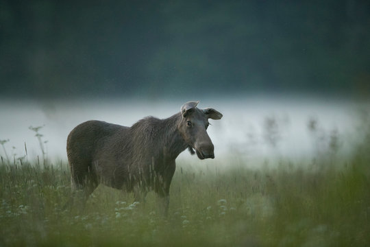 Young Moose Bull (Alces Alces)