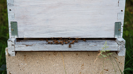 White wooden hive in nature