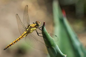 colorful dragonfly sitting on plant