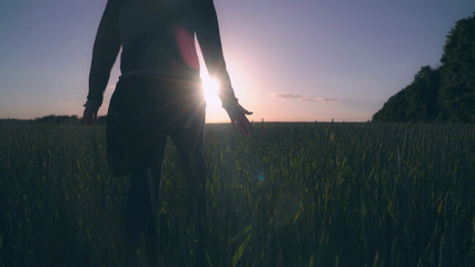 Woman goes by the field with young agricultural in the evening summer season. Wheat spikes and female dress swing in the wind at setting sun rays. Female back view