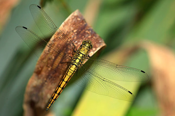 colorful dragonfly sitting on plant