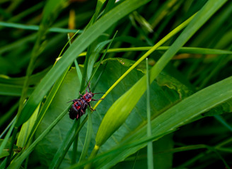 Fototapeta premium Insectes amour