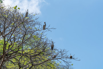 Brown Pelican (Pelecanus occidentalis)