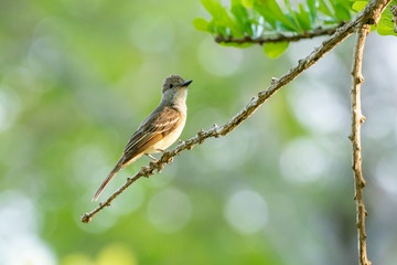 Yellow-bellied Elaenia (Elaenia flavogaster)