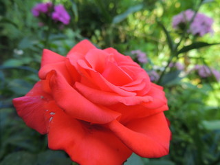 red rose with water drops