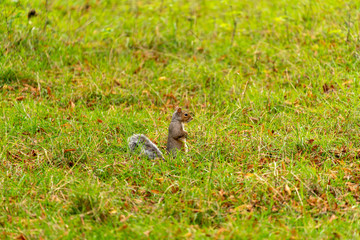 Gray Squirrel (Sciurus carolinensis) in the UK