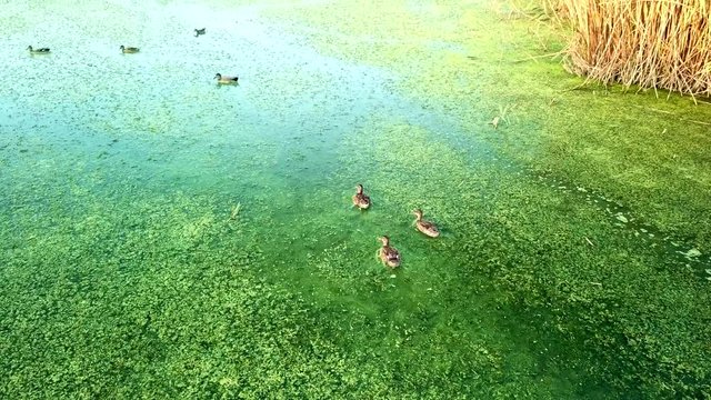 Ducks in green water with algae