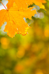 Yellow maple leaves on a blurred background. Yellow leaves on a tree. Golden leaves in autumn park. Copy space