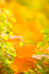 Yellow maple leaves on a blurred background. Yellow leaves on a tree. Golden leaves in autumn park. Copy space