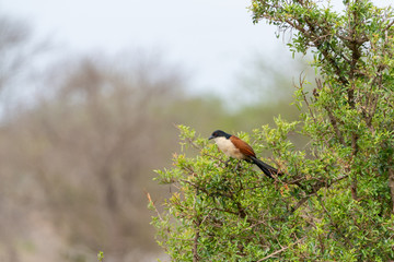 Burchell's Coucal (Centropus burchellii)