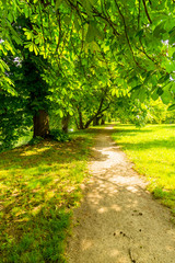 Chestnut tree alley in the park during sunset