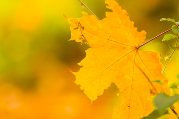 Yellow maple leaves on a blurred background. Yellow leaves on a tree. Golden leaves in autumn park. Copy space