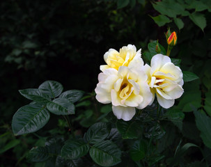 white rose on dark green background in the garden