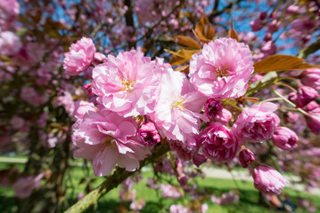 Cherry blossoms, parc de sceaux, France 