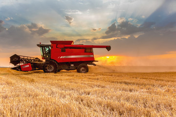 Naklejka premium Combine harvester harvests in the field at sunset. Improved bright light, selective focus.