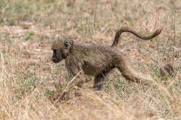Baboon (Papio anubis) taken in South Africa
