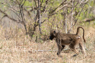 Baboon (Papio anubis) taken in South Africa