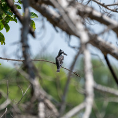 Pied Kingfisher (Ceryle rudis)