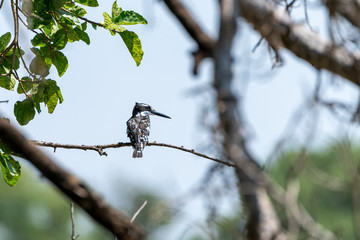 Pied Kingfisher (Ceryle rudis)