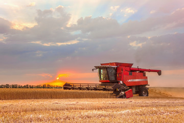 Fototapeta premium Combine harvester harvests in the field at sunset. Improved bright light, selective focus.