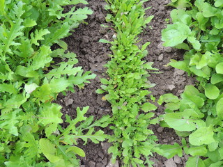 lettuce growing in the garden