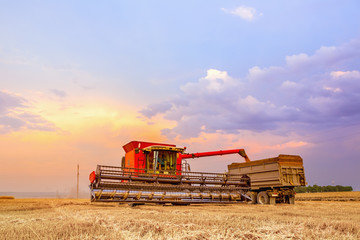 Obraz premium Combine harvester unloads grain into the body of the machine. In the background, the bright sky of a summer sunset.