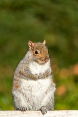 Obraz premium Gray Squirrel (Sciurus carolinensis) in the UK