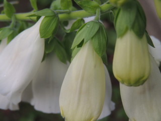 Obraz premium lily of the valley