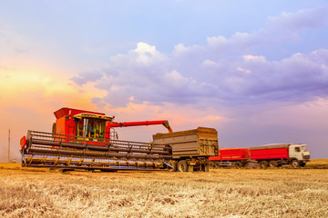 Fototapeta premium Combine harvester unloads grain into the body of the machine. In the background, the bright sky of a summer sunset.