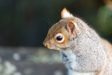Gray Squirrel (Sciurus carolinensis) in the UK