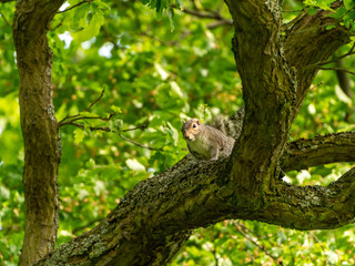 Gray Squirrel (Sciurus carolinensis) in the UK