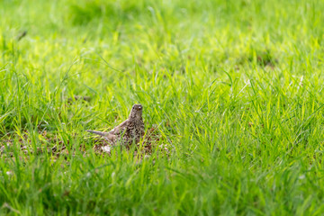 Mistle Thrush (Turdus viscivorus)