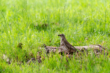 Mistle Thrush (Turdus viscivorus)