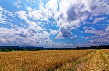 Obraz premium beautiful sky with clouds over the field near the forest