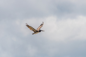 Brown Pelican (Pelecanus occidentalis)