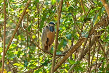 Boat-billed Heron (Cochlearius cochlearius)