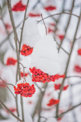 Rowan berries covered by fresh snow. Vertical picture