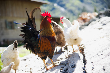 Hahn als Aufpasser eines Rudels Hennen