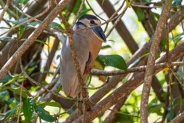 Boat-billed Heron (Cochlearius cochlearius)