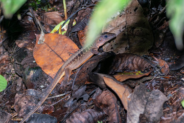 Delicate Ameiva (Holcosus leptophrys) lizard