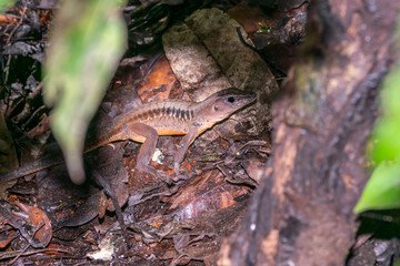 Delicate Ameiva (Holcosus leptophrys) lizard